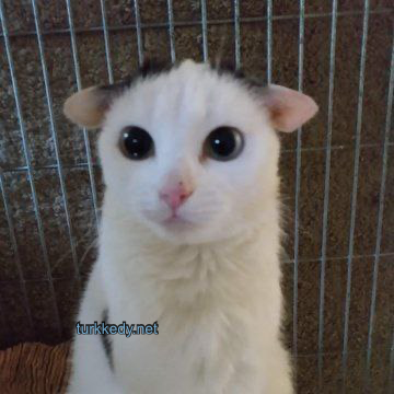 Kedi fotoğrafı #3946