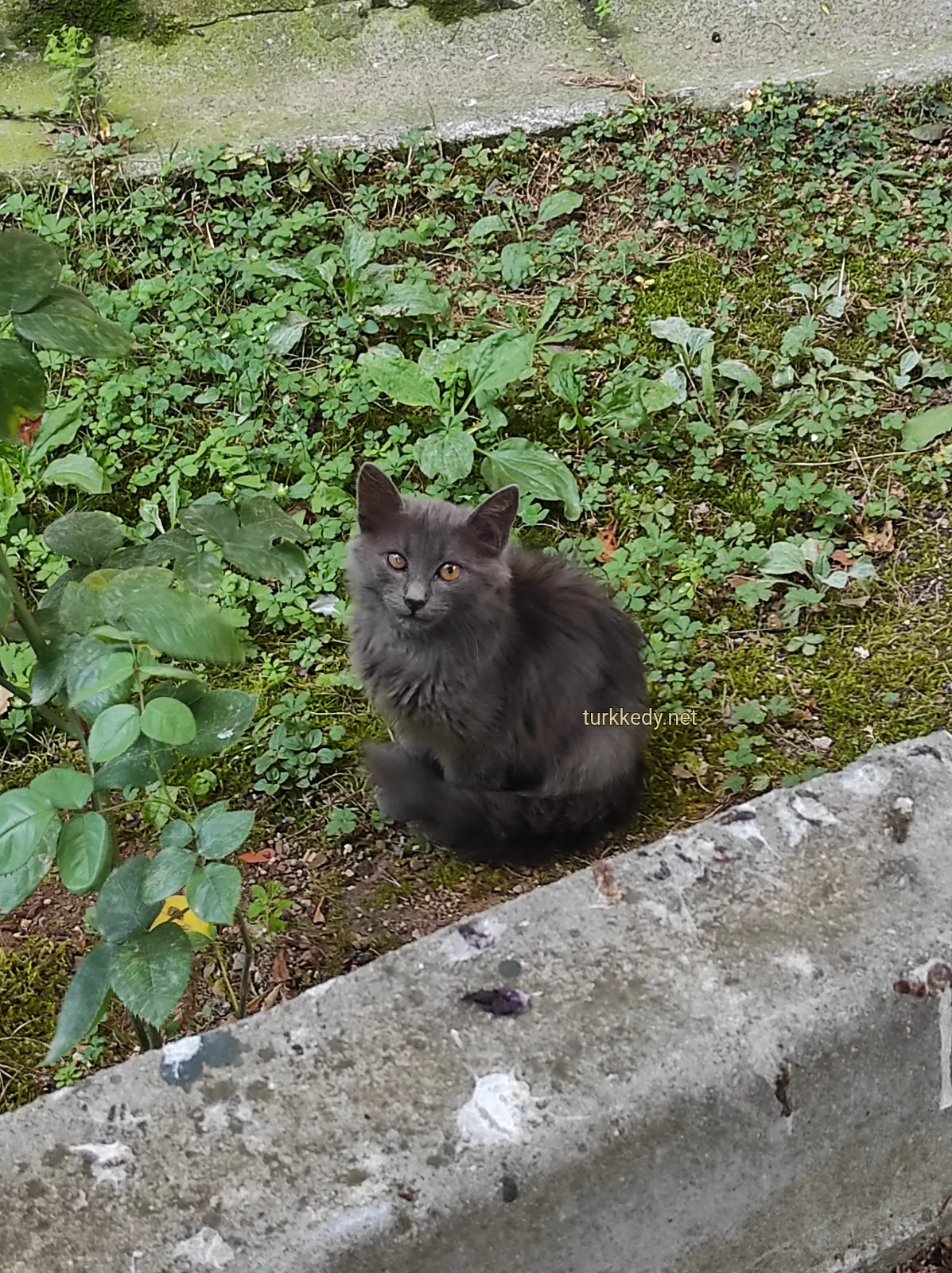 Kedi #3982