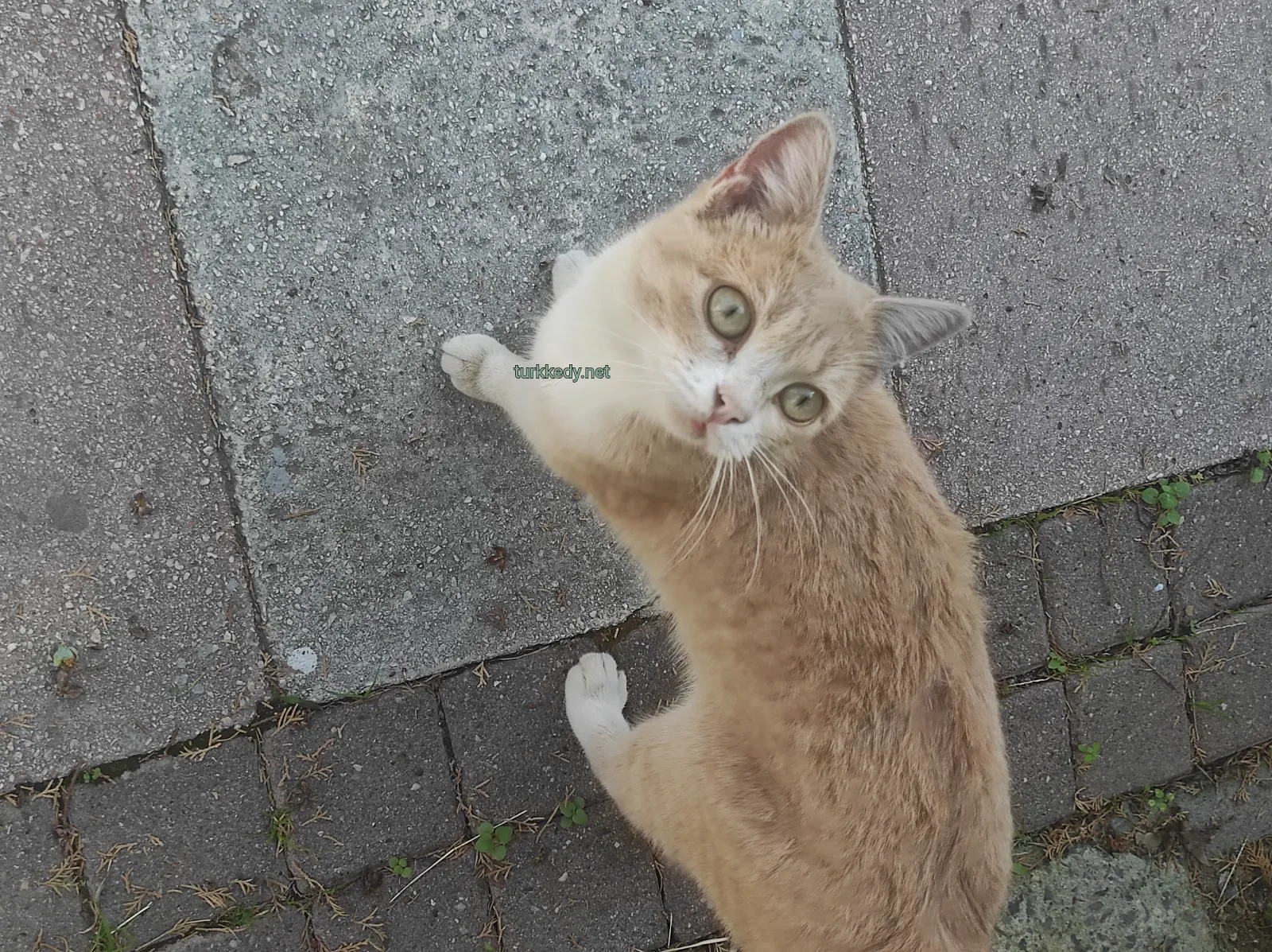 Kedi #3981