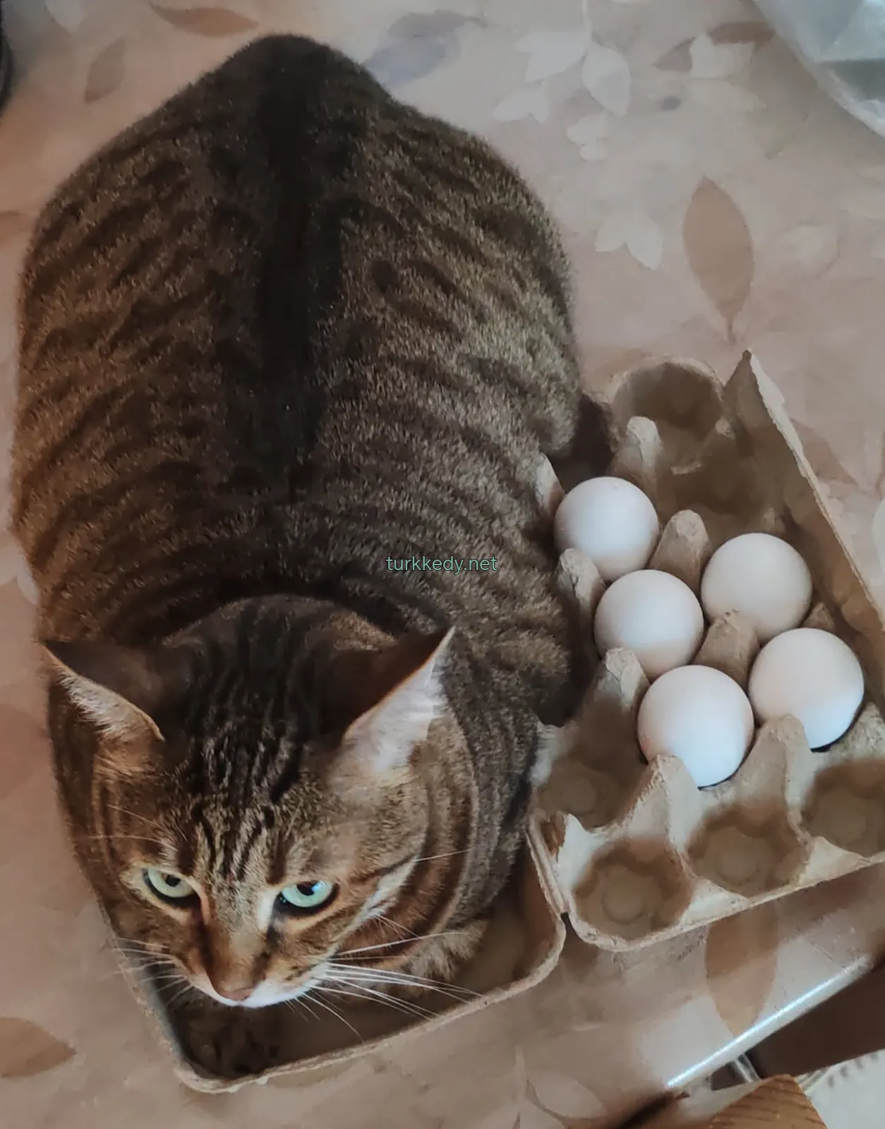 Kedi #3943