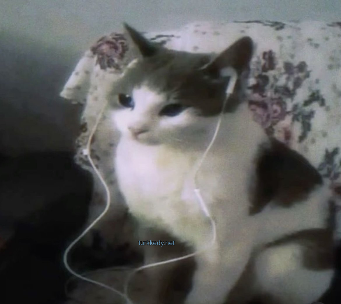 Kedi #3928