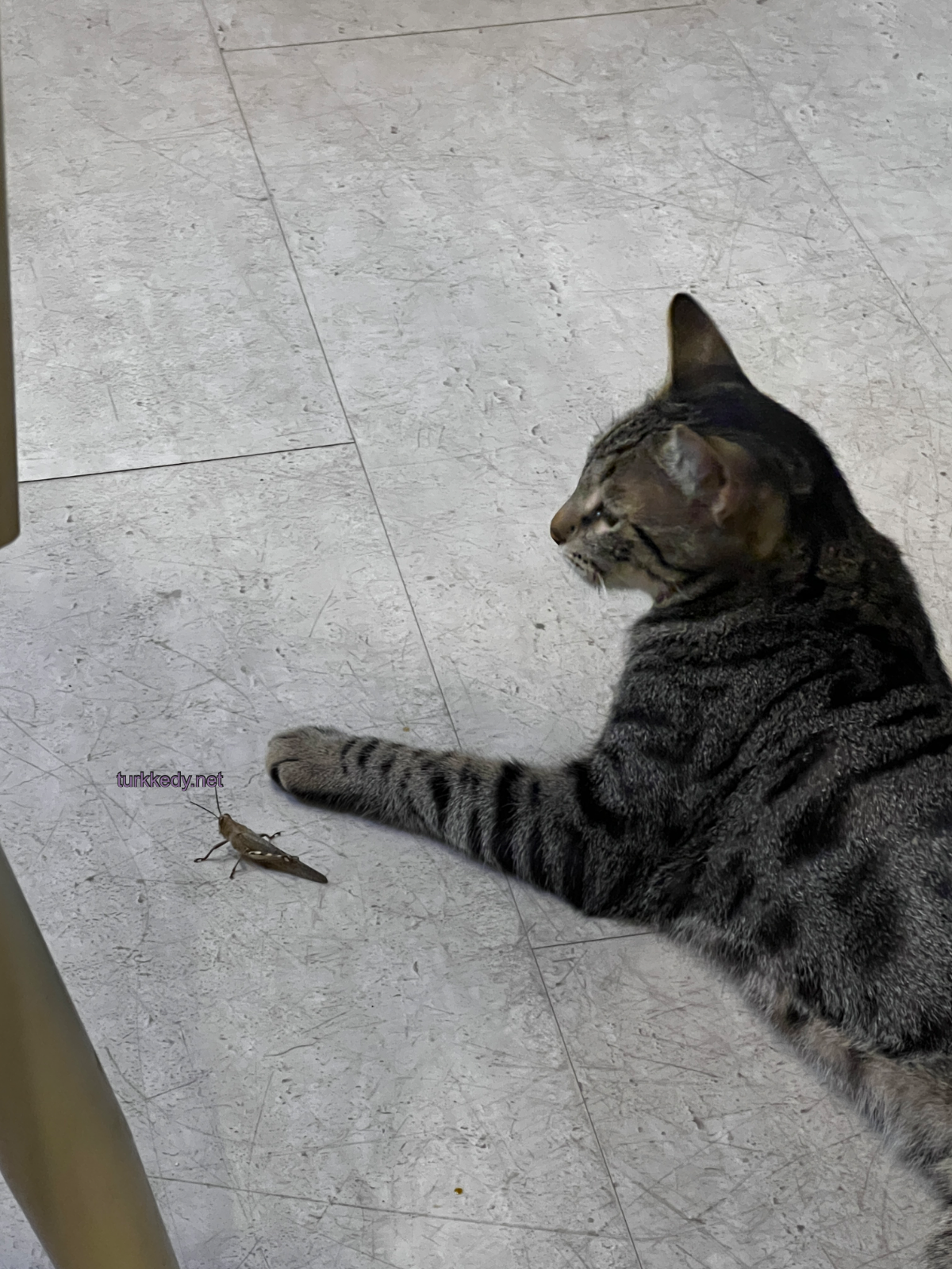 Kedi #3927