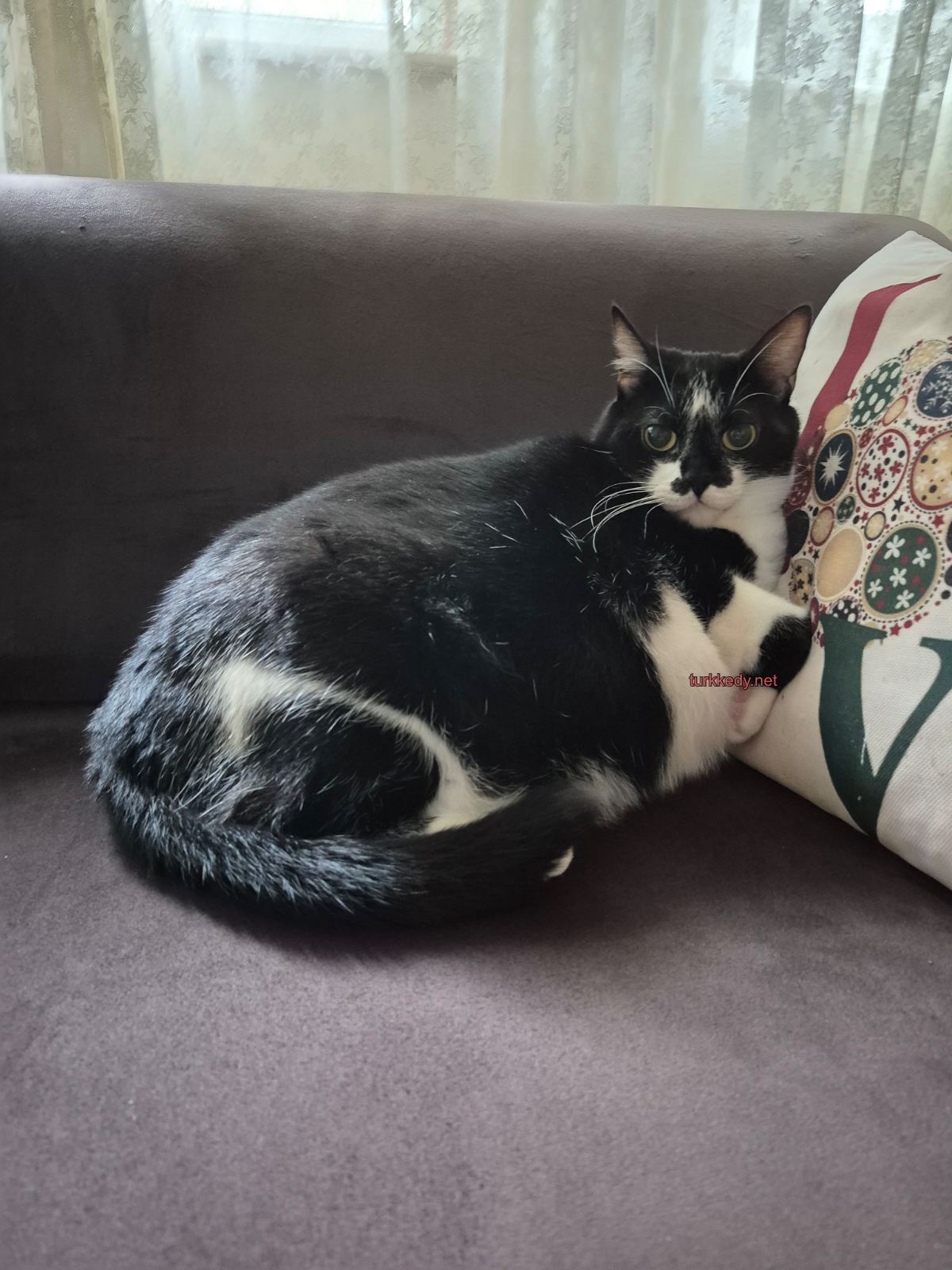 Kedi #3983