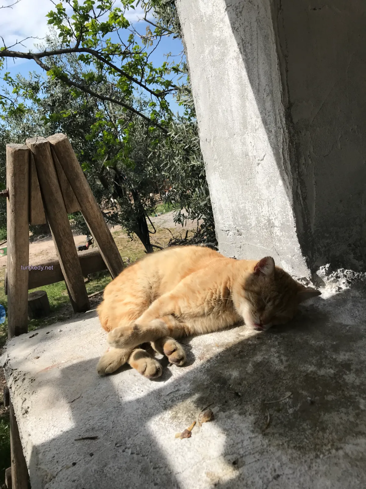 Kedi #4005