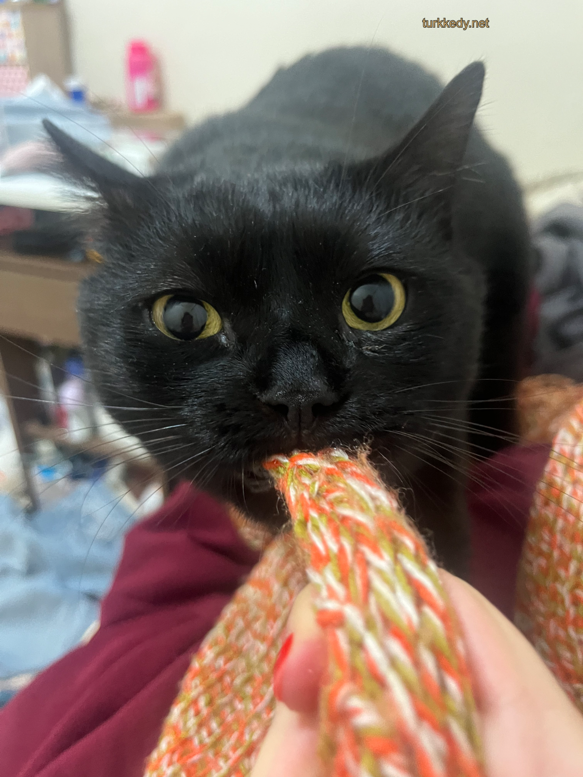 Kedi #3967