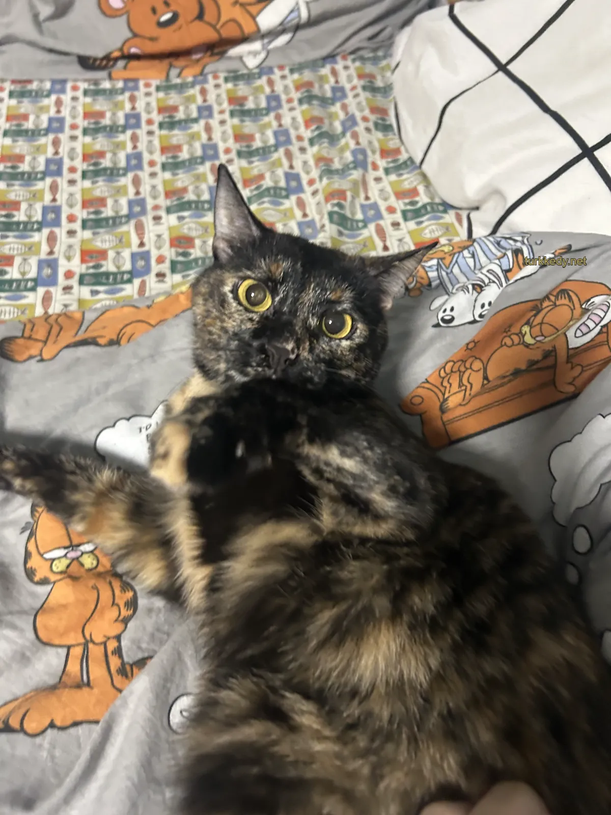 Kedi #3988