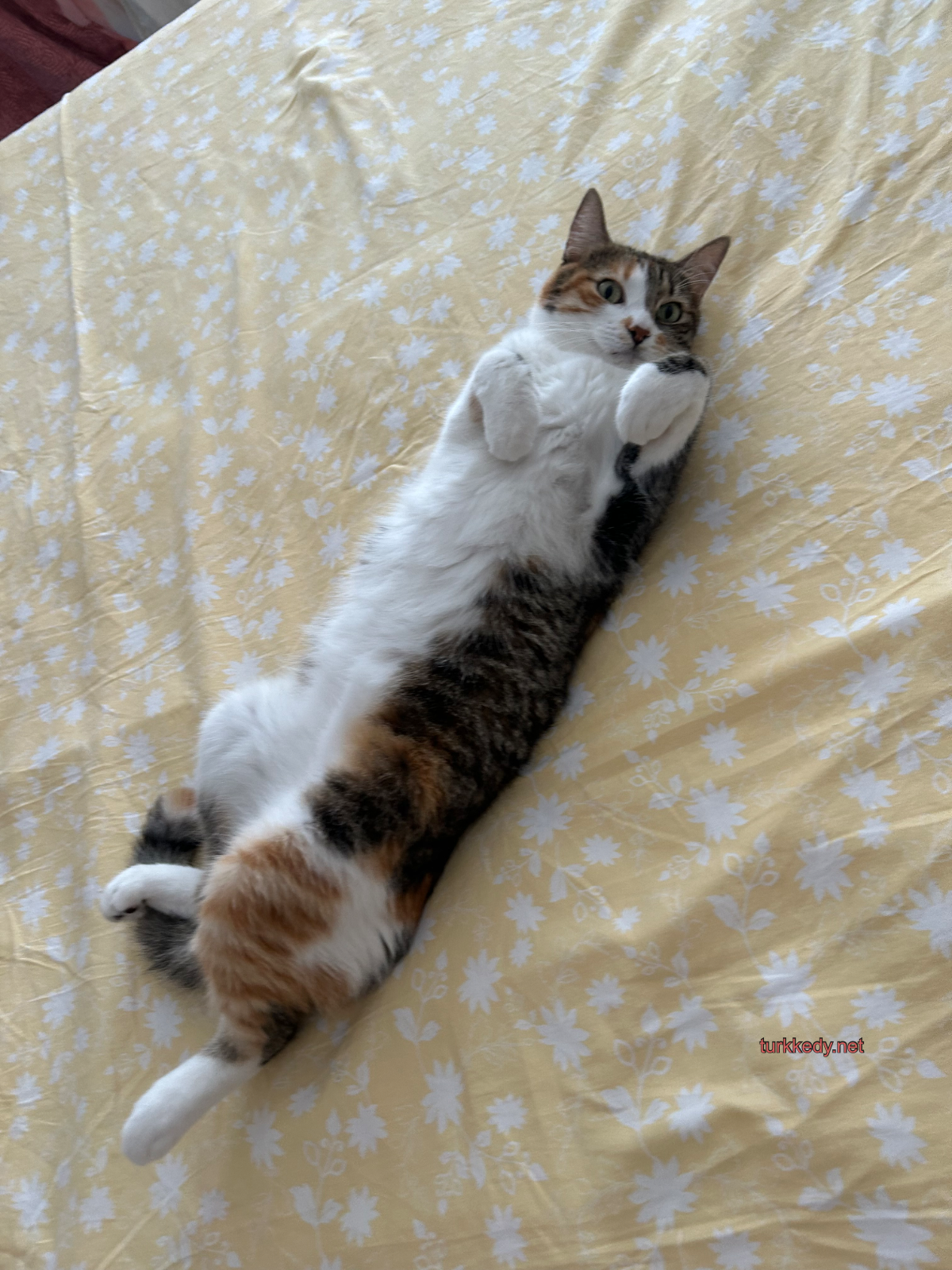 Kedi #3963