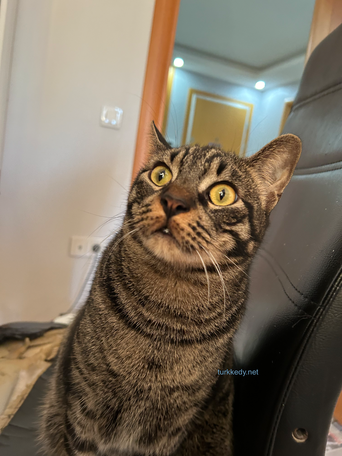 Kedi #3962