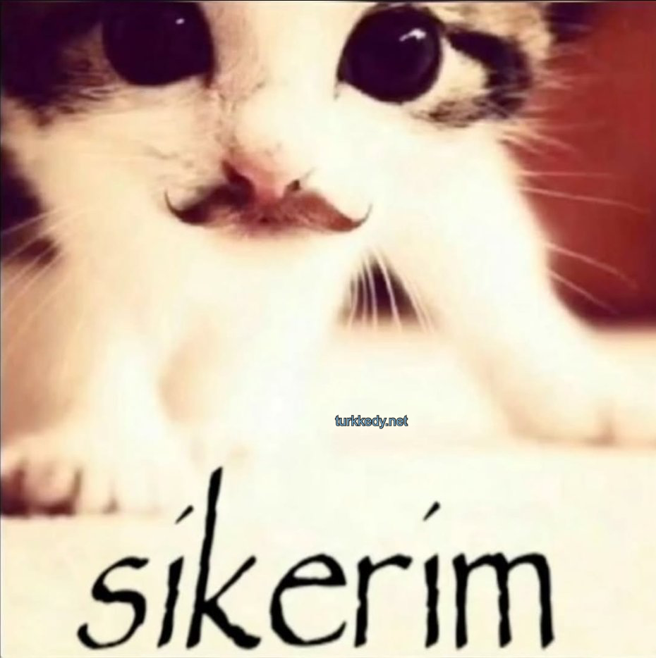 Kedi #3944
