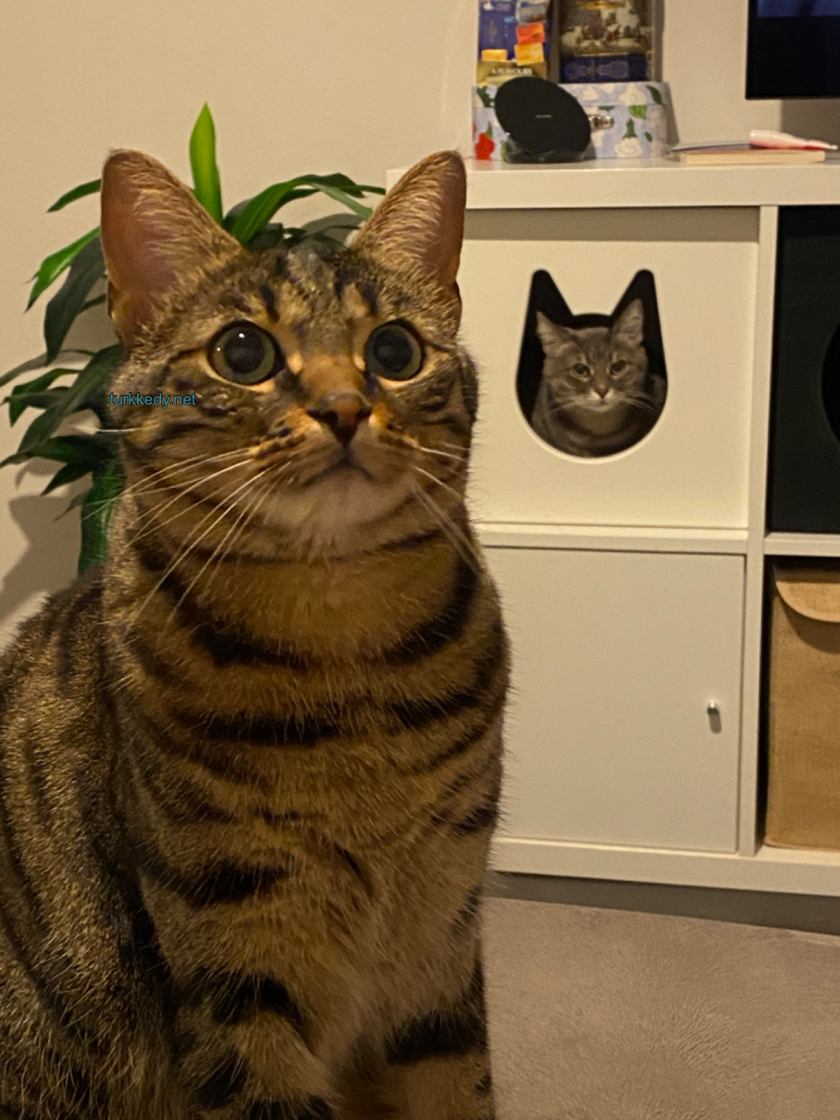 Kedi #3939