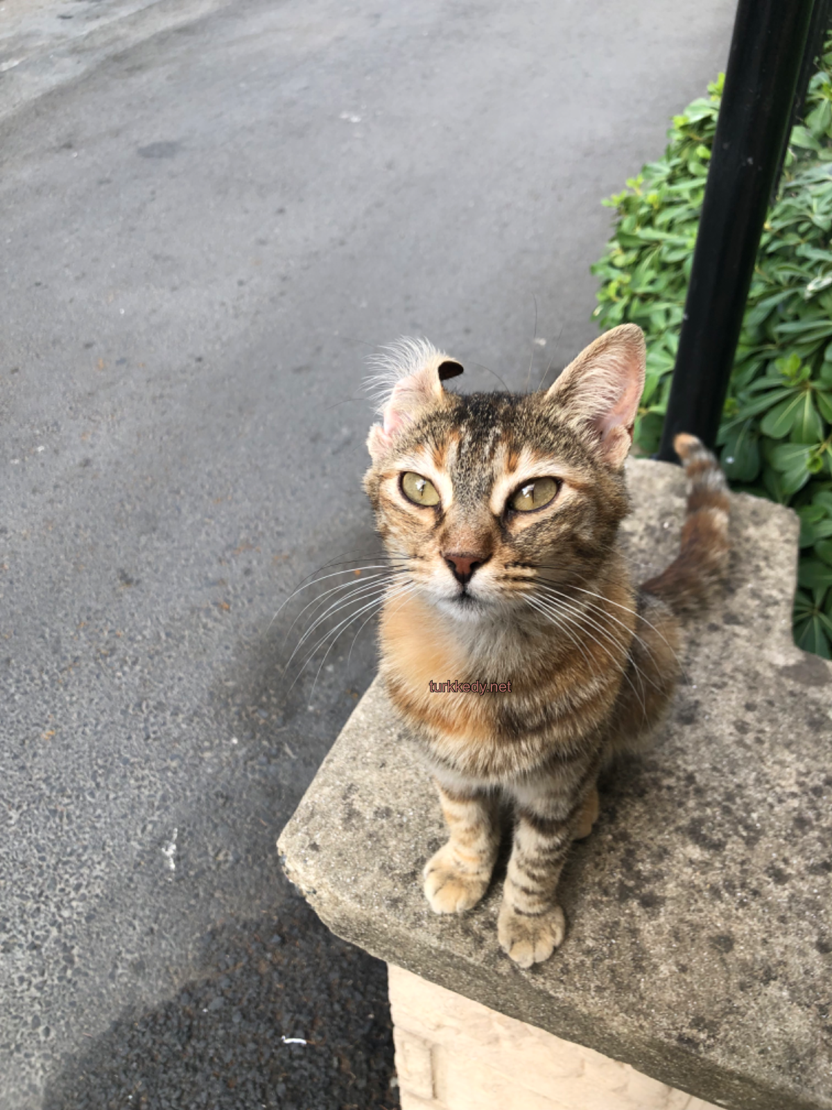 Kedi #3933