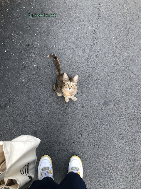 Kedi #3934