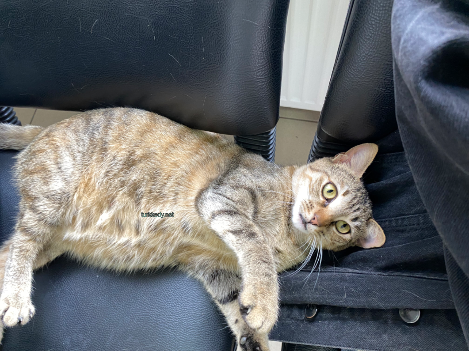 Kedi #3941