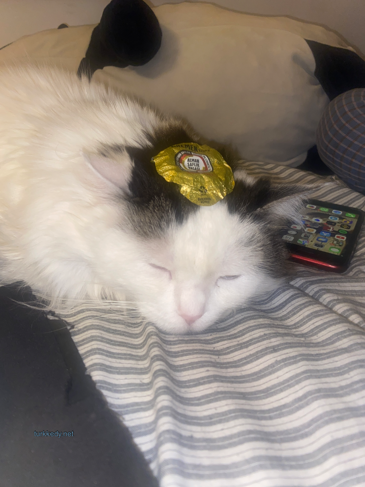Kedi #4007