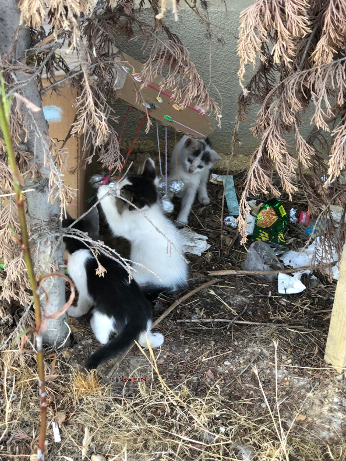 Kedi #3931