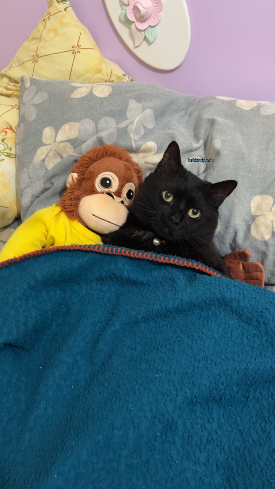 Kedi #3968