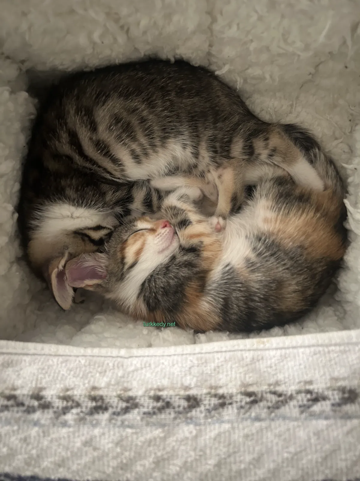 Kedi #3986