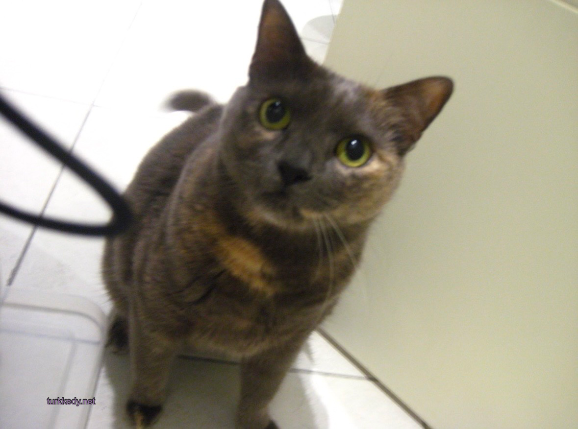 Kedi #4006