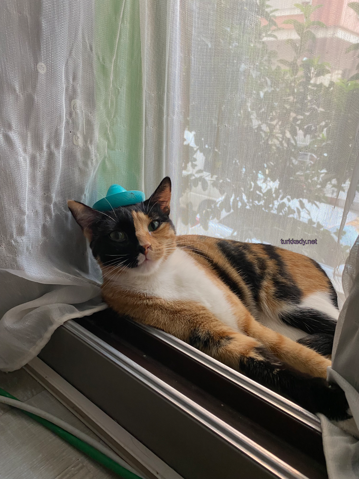 Kedi #3951