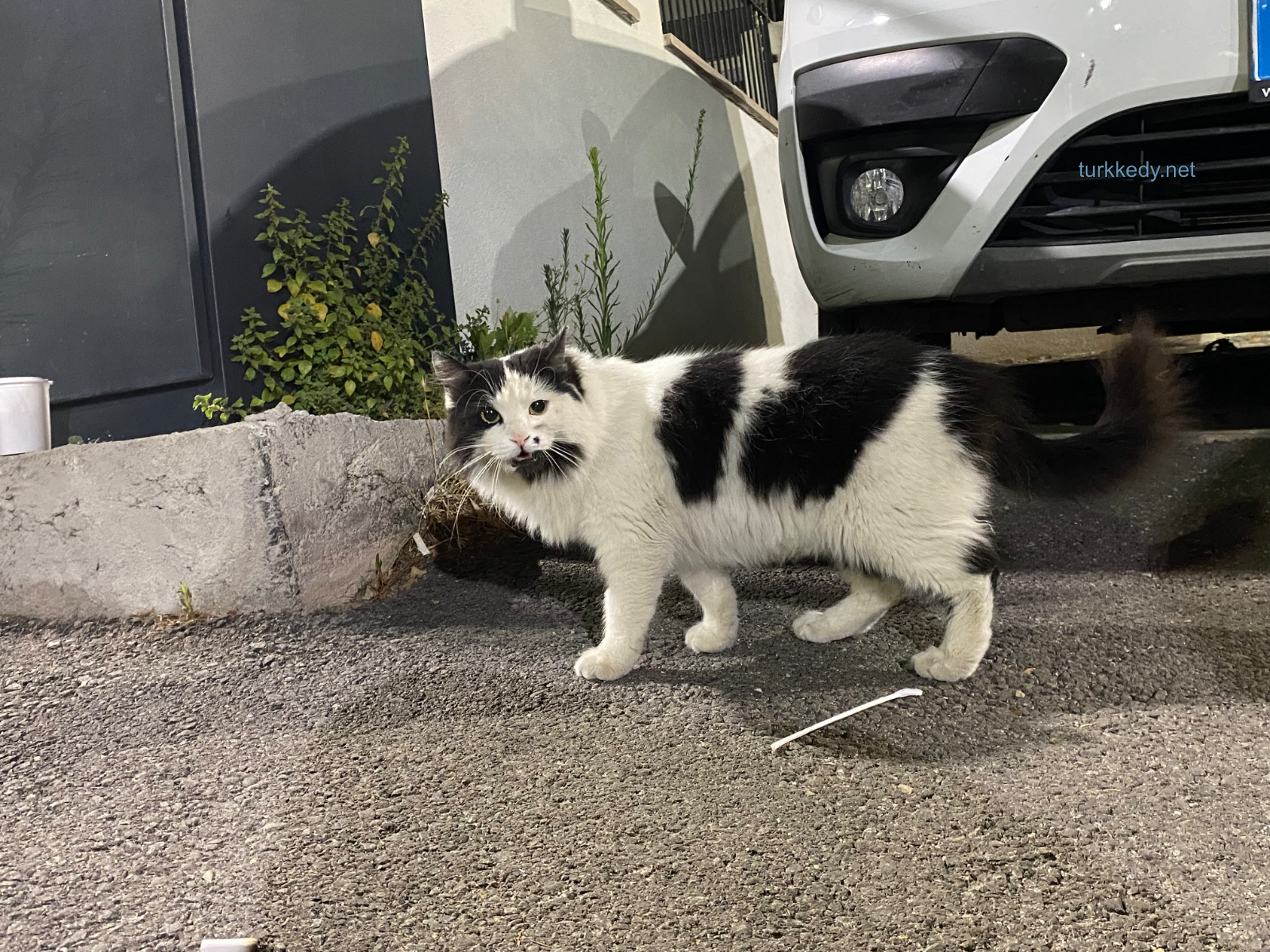 Kedi #3949