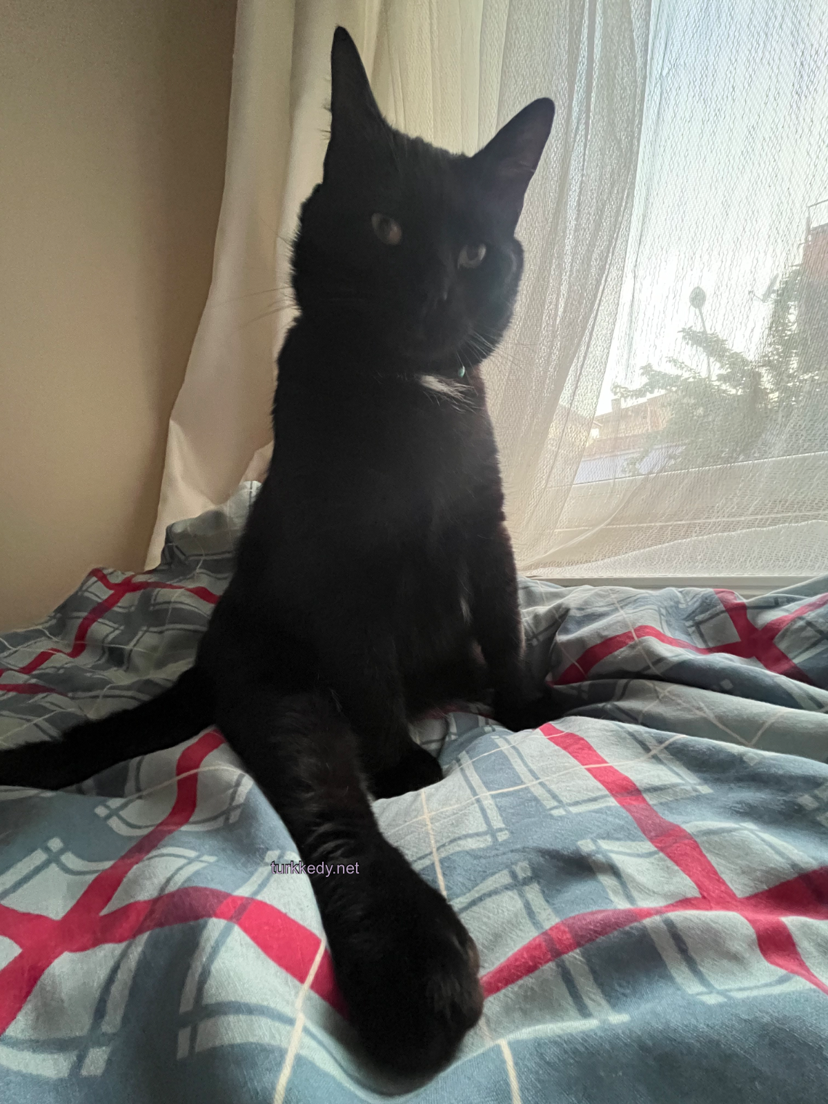 Kedi #3966