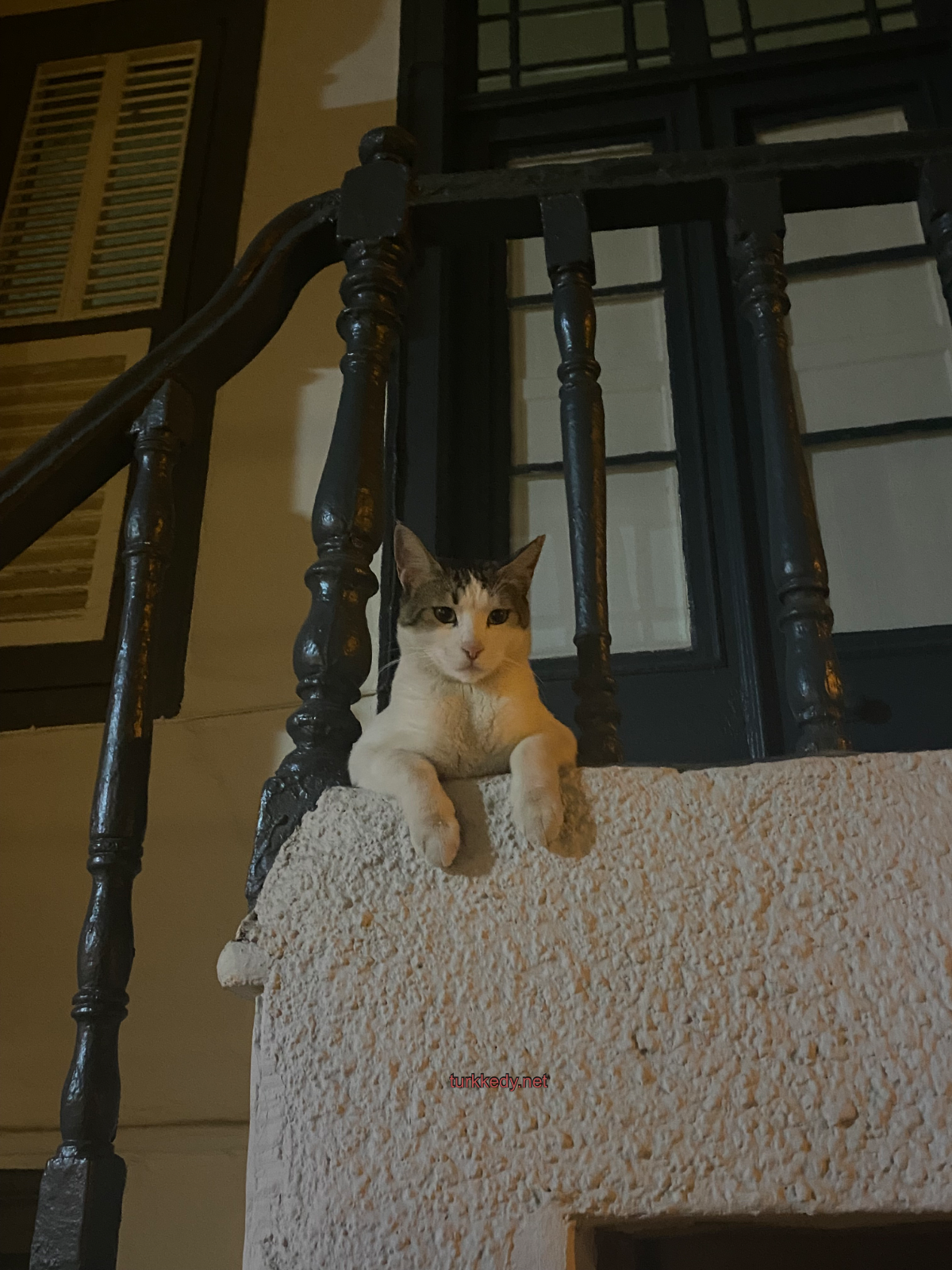 Kedi #3950