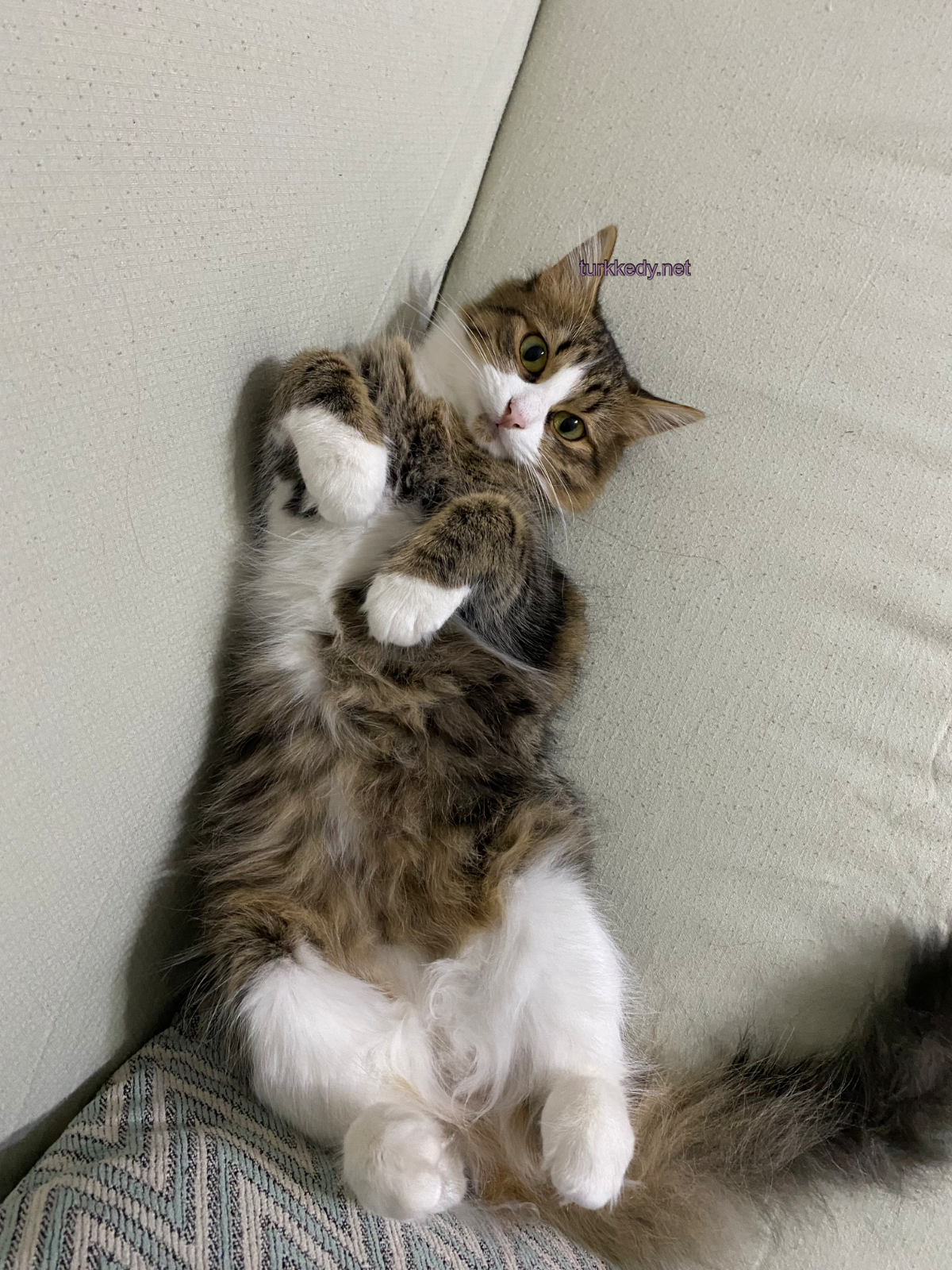 Kedi #3970