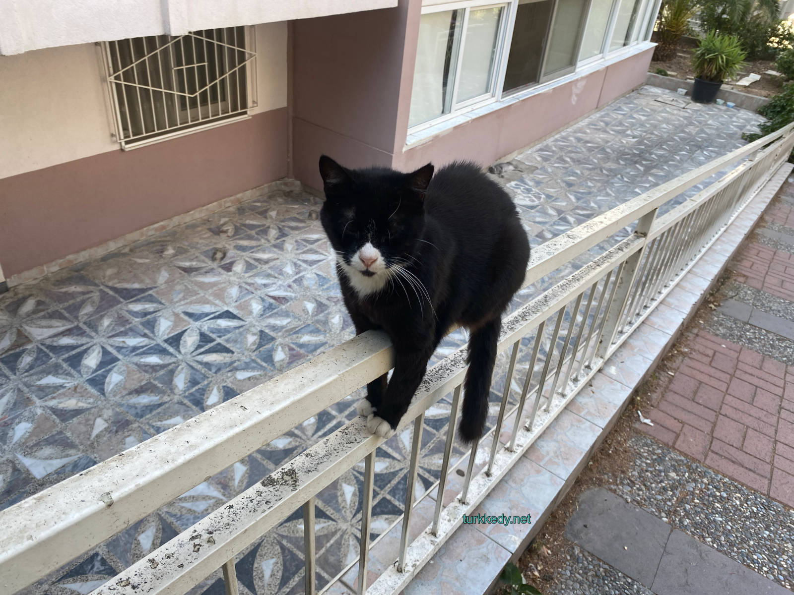 Kedi #3947
