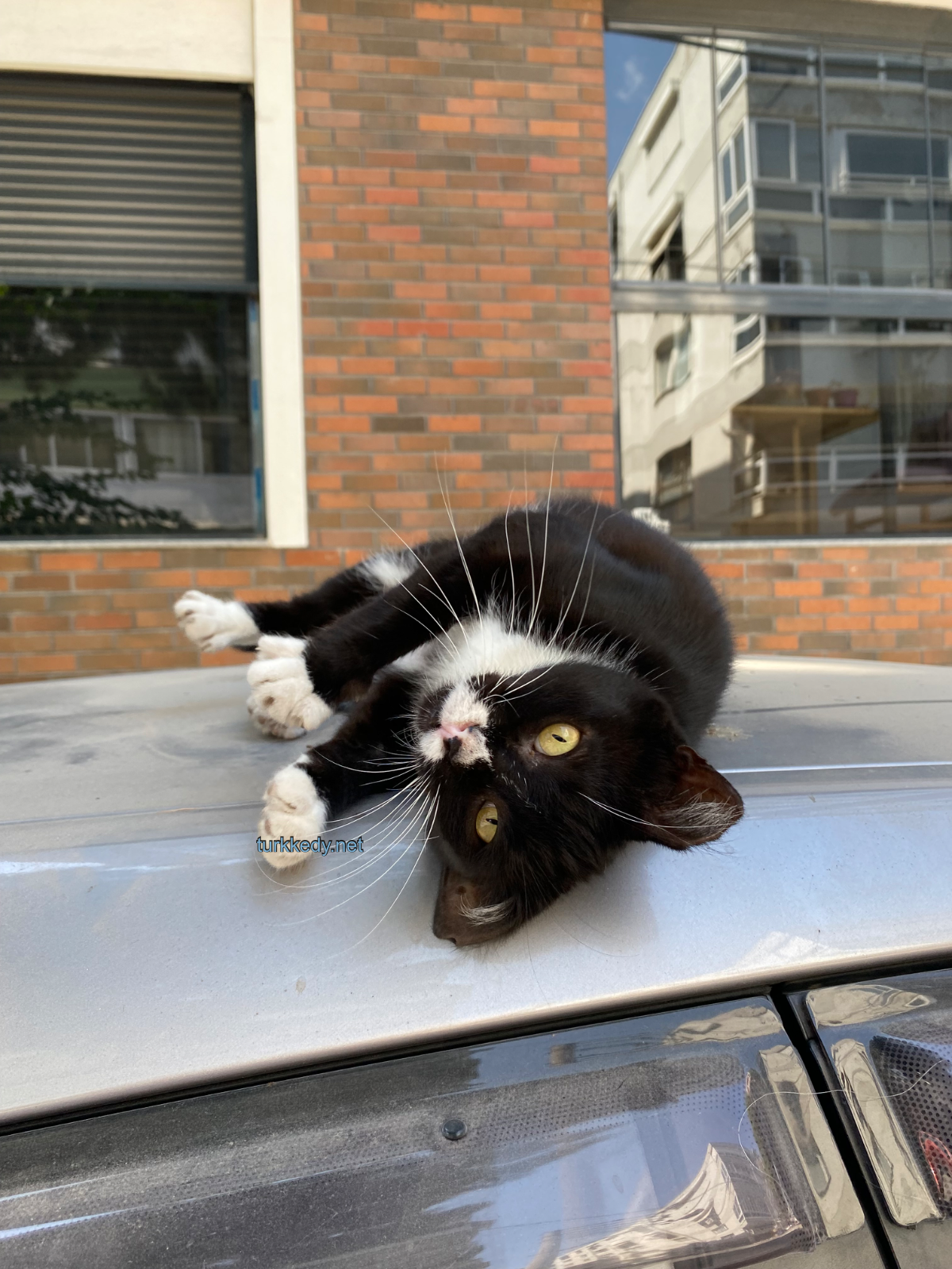 Kedi #3945