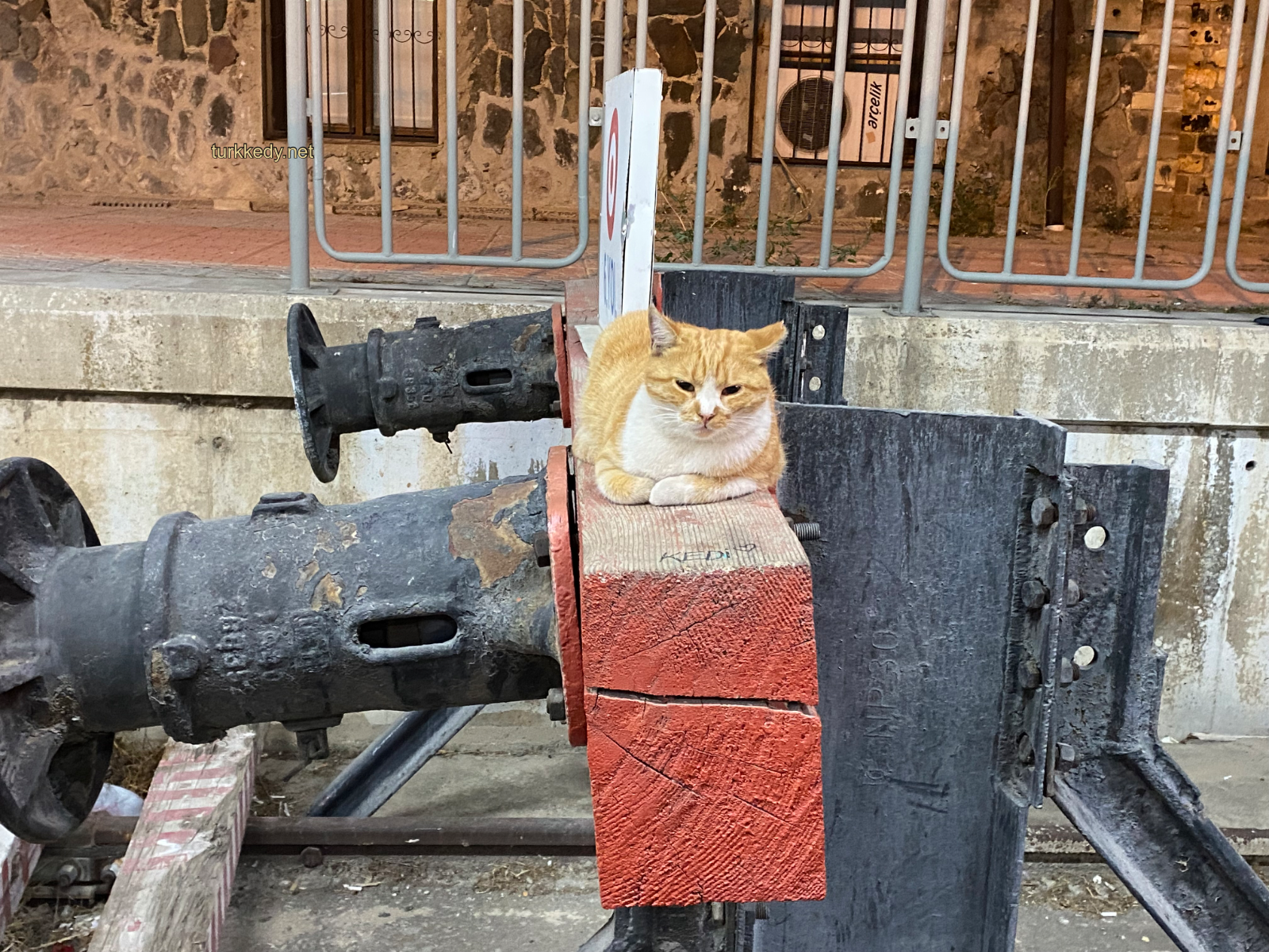 Kedi #3984