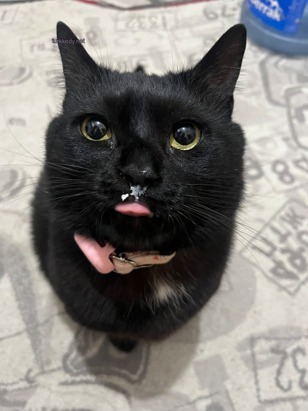 Kedi #3969