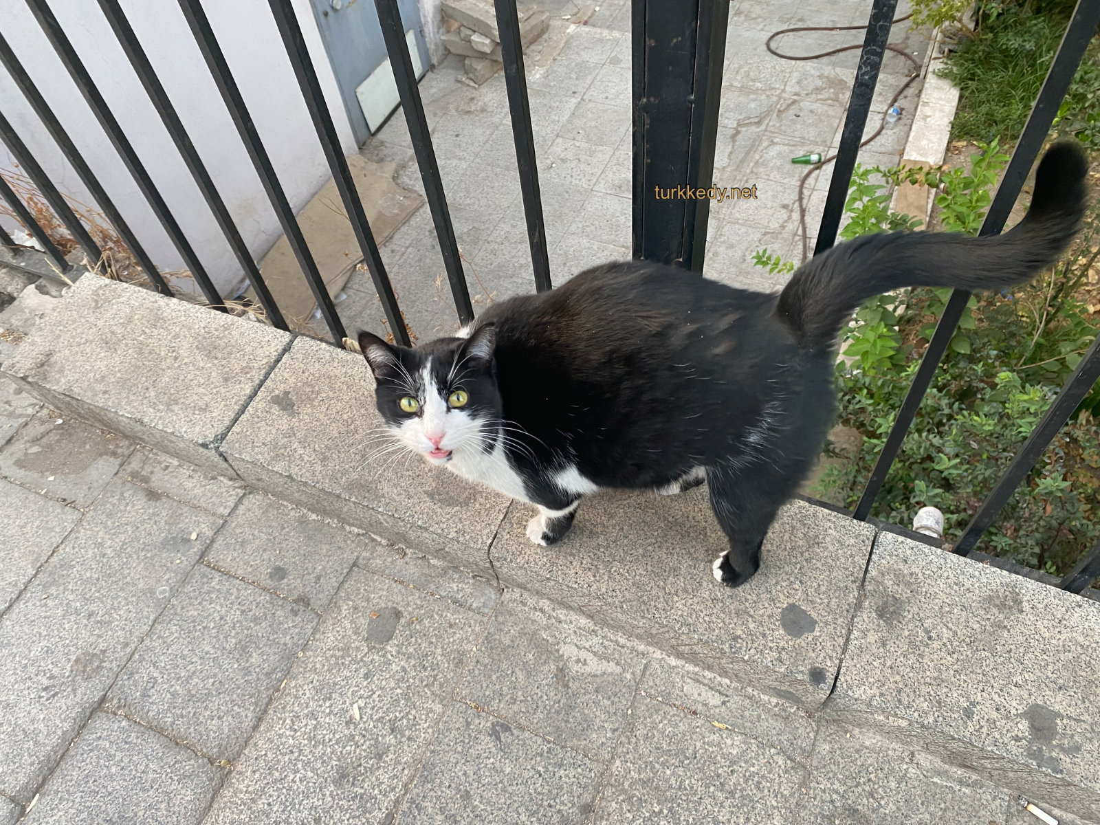 Kedi #3985