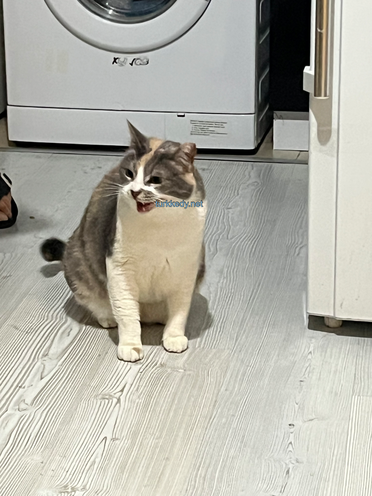 Kedi fotoğrafı #3936