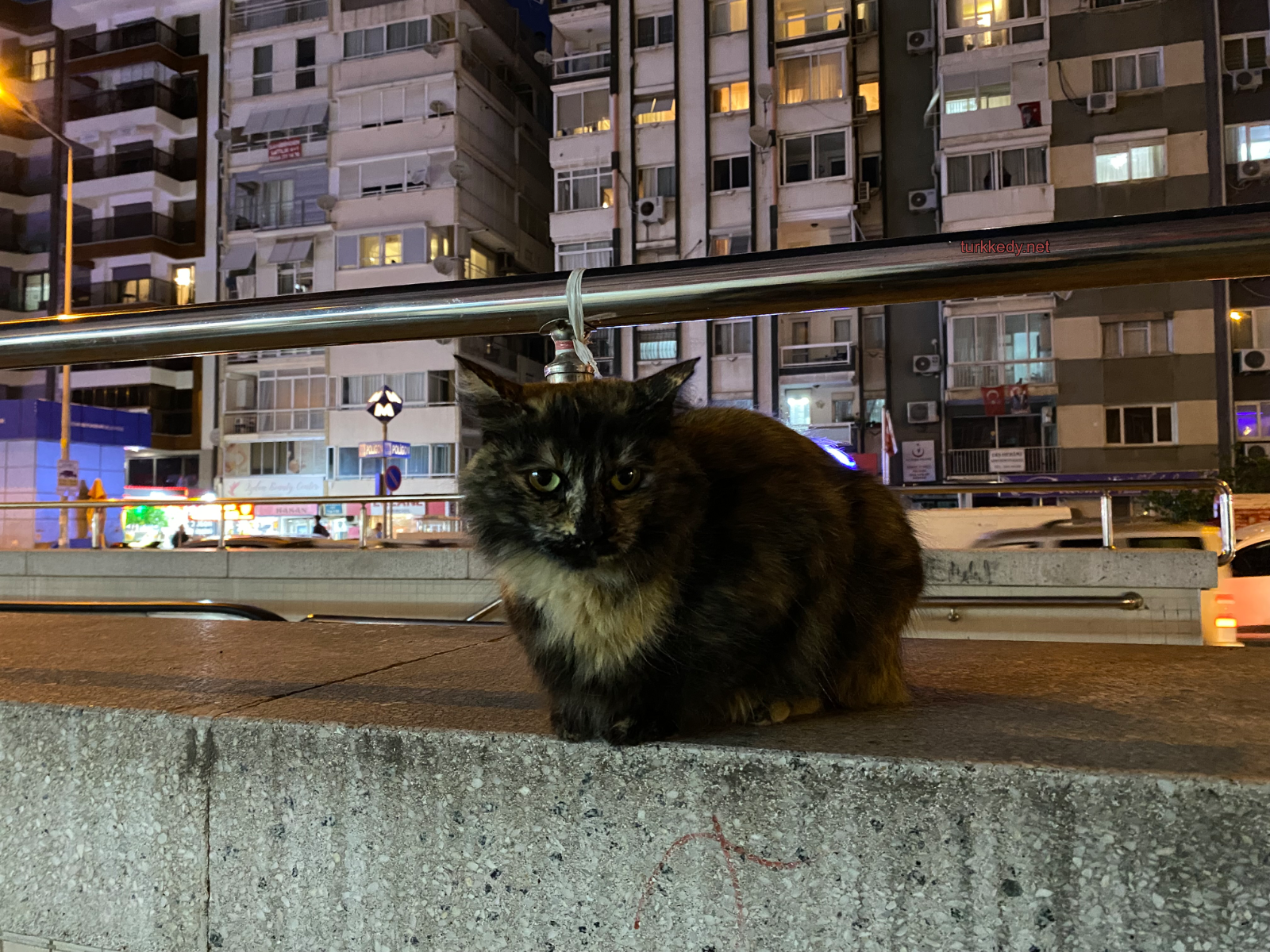 Kedi #3987