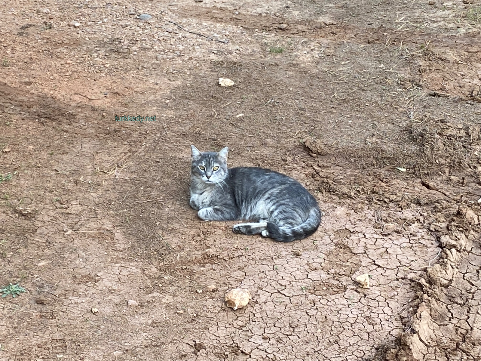 Kedi fotoğrafı #3989