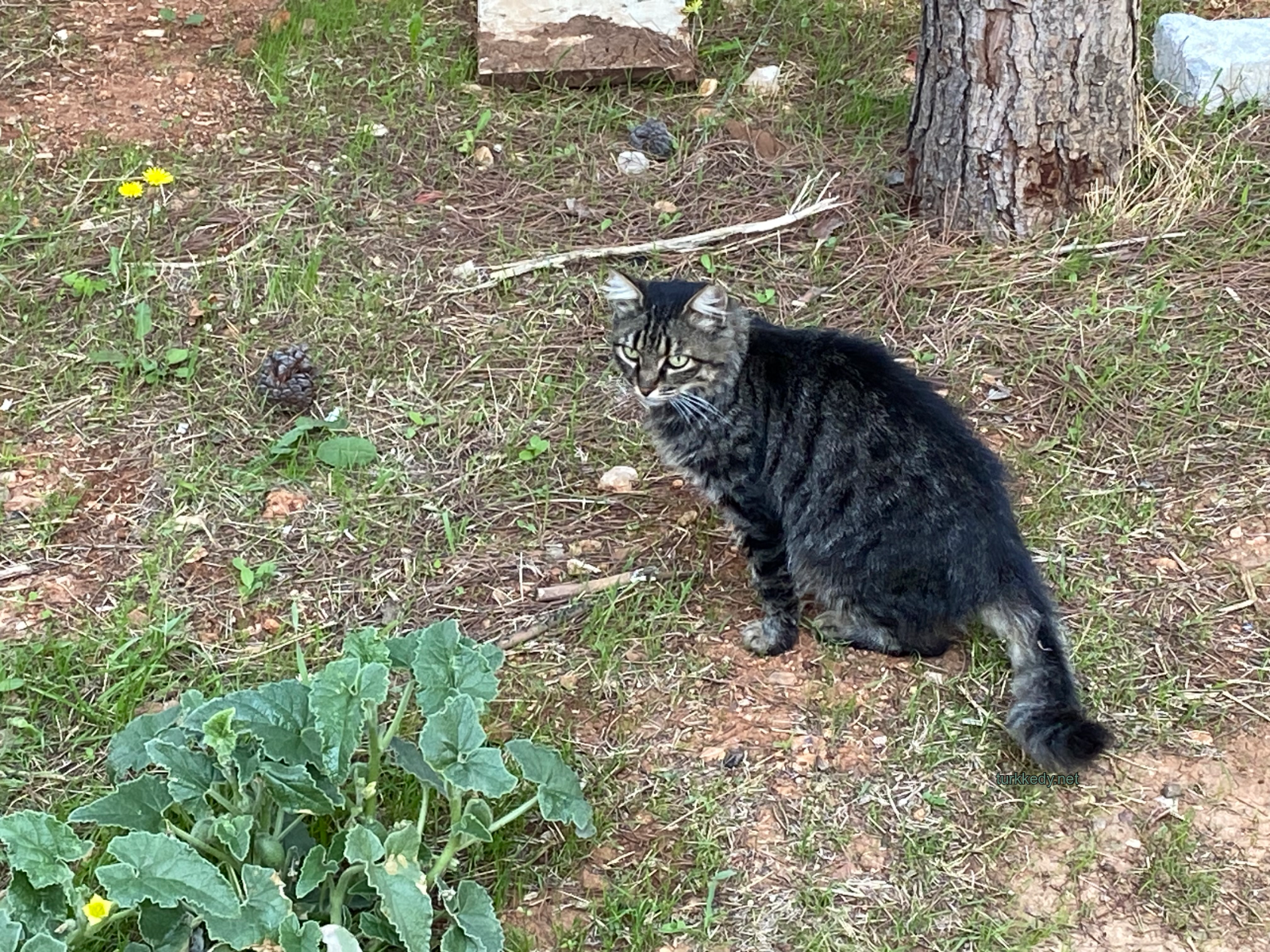 Kedi #3990