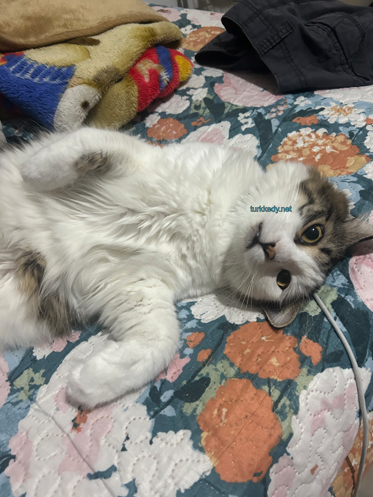 Kedi fotoğrafı #3955