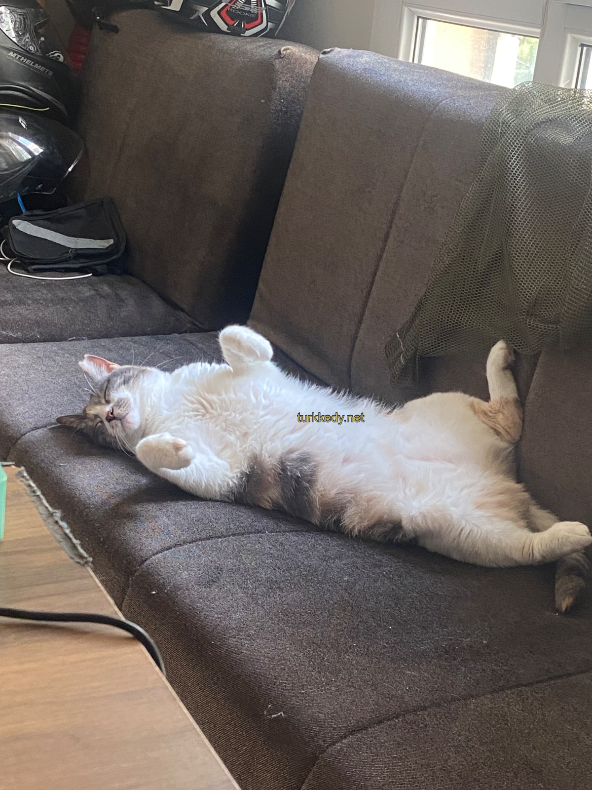 Kedi #3940