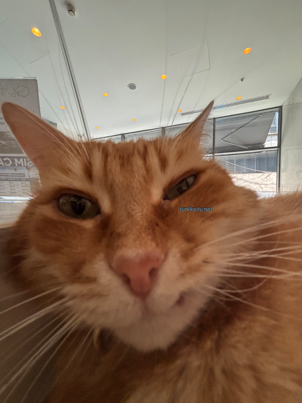Kedi #3980