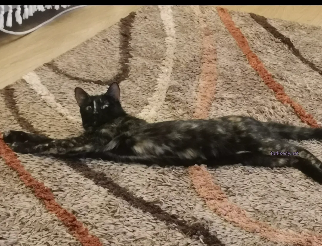 Kedi #3961