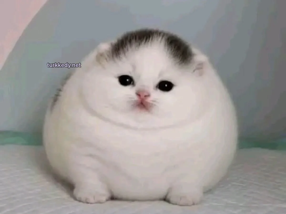 Kedi #4020