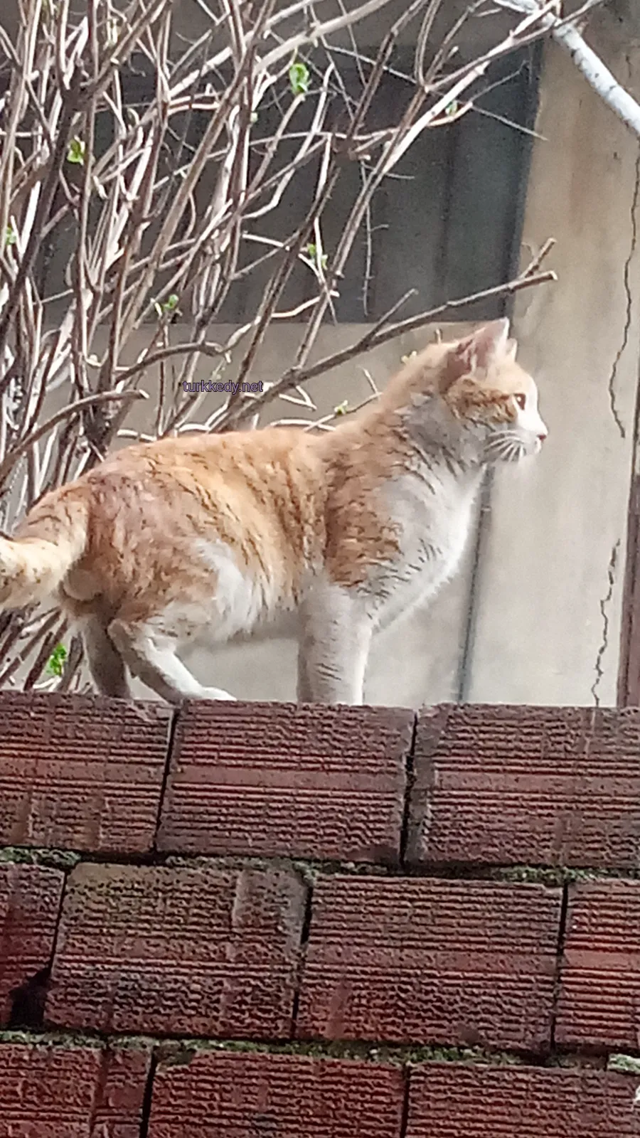 Kedi #3956