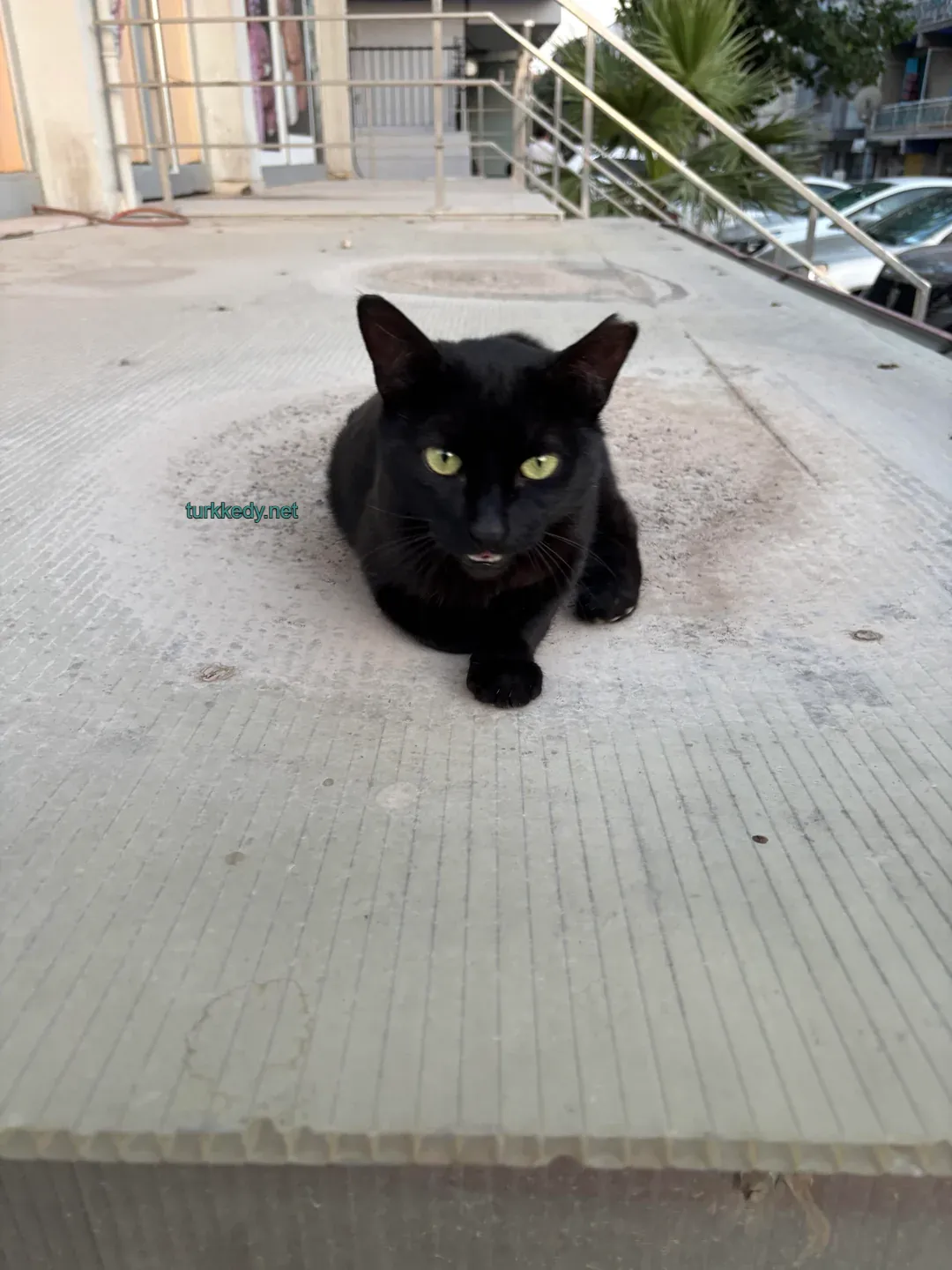 Kedi #4004