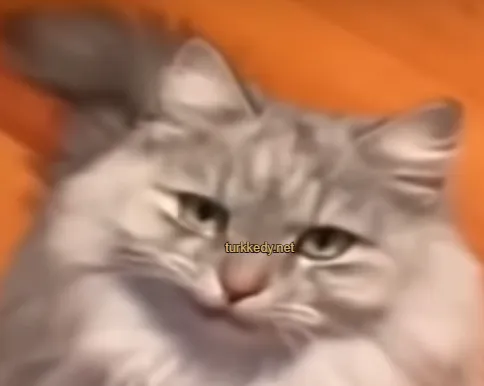 Kedi #3959